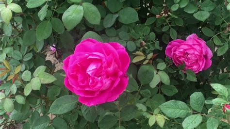 زراعة الجوري واكثاره وتطعيمه How To Plant A Rose Damascena And Care Of