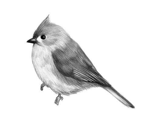 Sketch Of A Bird Graphics Cute Little Bird Pencil Drawing Print Illustration 5 Stock Image