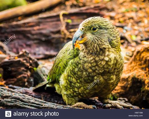 Kakapo Parrot Stock Photos And Kakapo Parrot Stock Images Alamy