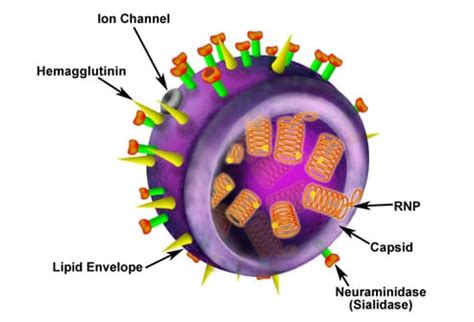 H1N1 Influenza A Virus Swine Flu Slideshow