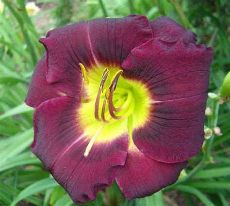 Daylily Hemerocallis Killer Stamile 1992 Very Beautiful Flowers