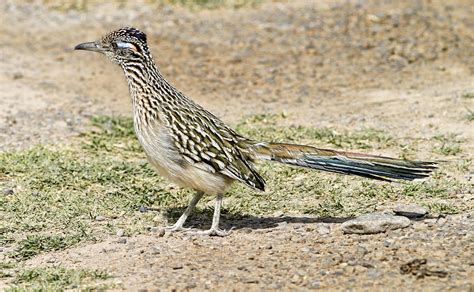 Roadrunner Photograph by Gregory Scott - Pixels