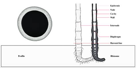 Characteristics Of The Bamboo Culm Of The Monopodial Kind Image