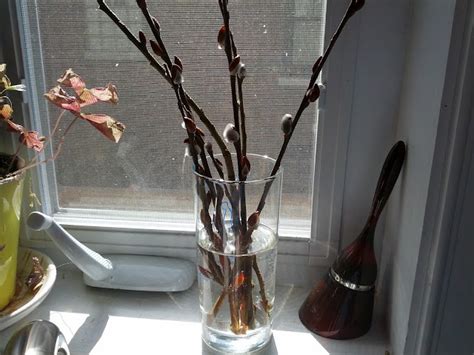 Rooting Pussy Willow Cuttings