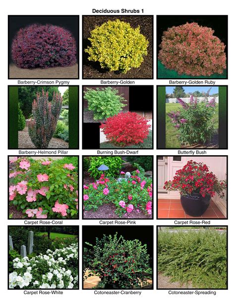 Guide To Planting Front Yard Flowers