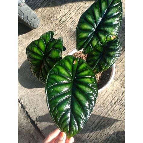 Jual Paket Rawatan Alocasia Dragon Scale Bunga Kg Shopee Indonesia