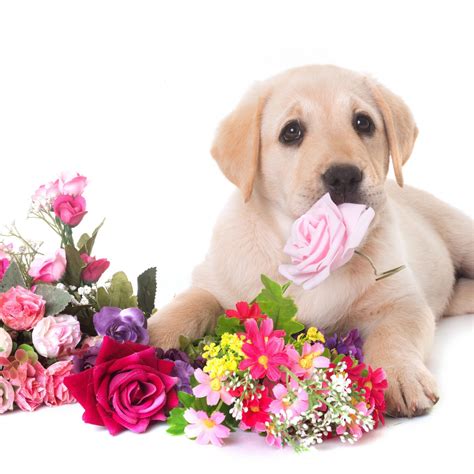 Открытки собаки с цветами - 59 фото