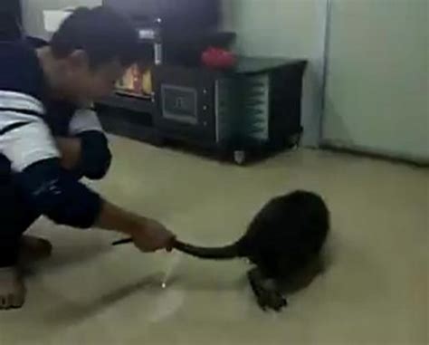 OMG! Is this the largest rat in the world?