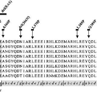 Amino acid sequence alignment of the highly conserved region of desmin ...