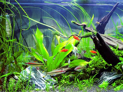 popular freshwater aquarium fish vivo pets