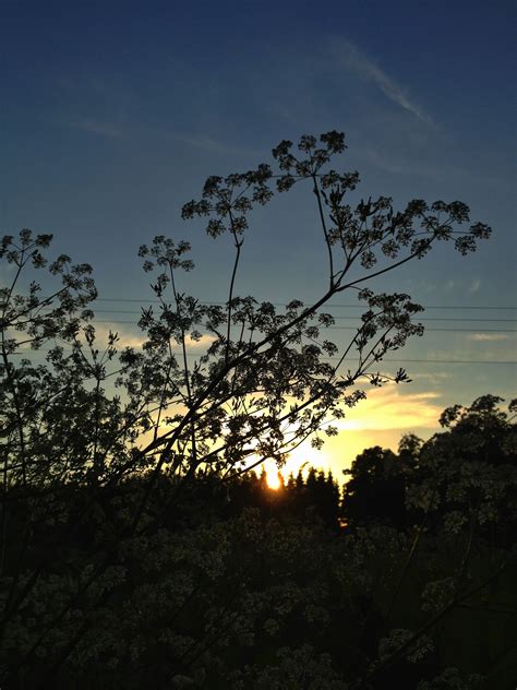 Wallpaper Sunlight Landscape Sunset Nature Sky Field Silhouette