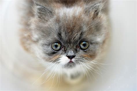 Kitten Pussy Cat A Free Photo On Pixabay Pixabay