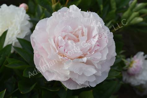 The Mother's Choice Peony | Adelman Peony Gardens