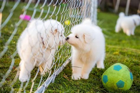 9 Samoyed Breeders In California Find A Perfect Smiling Dog