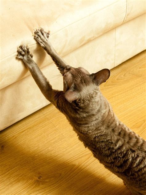 15 Ways To Keep Your Cat From Destroying Your Sofa Paws Catosphere
