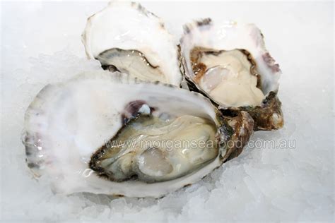 Oysters In The Shell Pacific Morgans Online Seafood Store