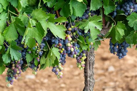 Syrah The Beginners Guide 2024 Wine Pigeon