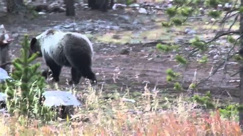 Grizzly Bear Greater Yellowstone Ecosystem Youtube