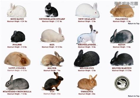 Cute Rabbit Breeds And Teddy Bears