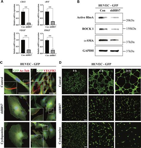 26904 Published IF And IHC Pictures Part 01 NewEast Biosciences