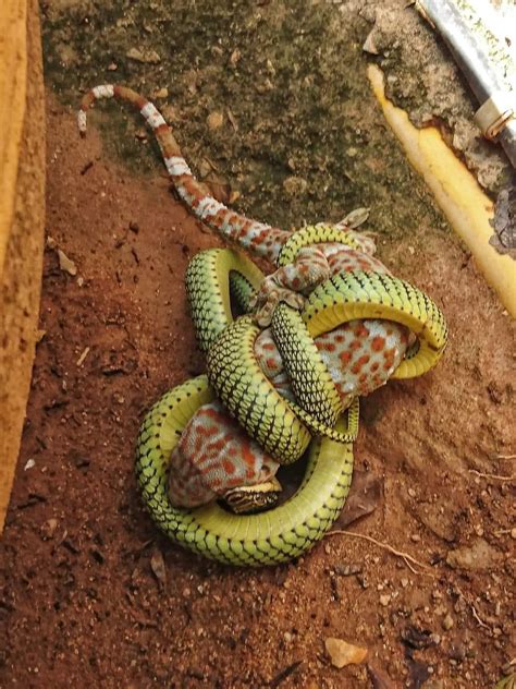 Golden Tree Snake Eating A Tokay Gecko Rsneks