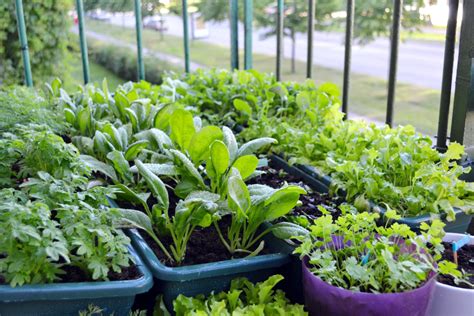 The Easiest Vegetables To Grow On A Balcony Food Gardening Network