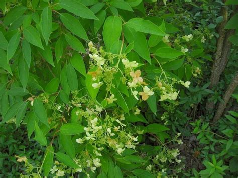 Гортензия Бретшнейдера: фото и описание, посадка и уход, нужно ли ...