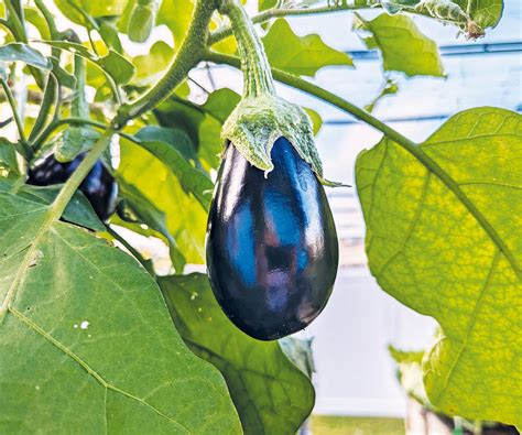 Faut Il Tailler Les Aubergines Les Experts Sont Divis S Sur Les