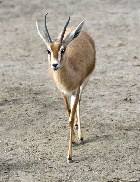 Gazelle | African Plains Mammal, Antelope Species & Adaptations | Britannica