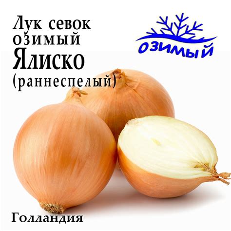 Лук-севок озимый Ялиско (Jalisko) Голландия 1 кг – низкие цены, кредит ...