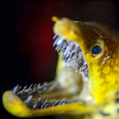 Moray Eel Teeth Do Moray Eels Have Double Teeth A Z Animals