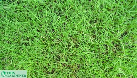 Fescue Vs Bermuda Grass 5key Differences And The Winner