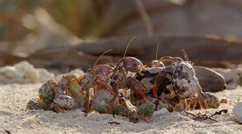 Hermit Crabs Line Up To Exchange Their Shells Hermit Crab Hermit