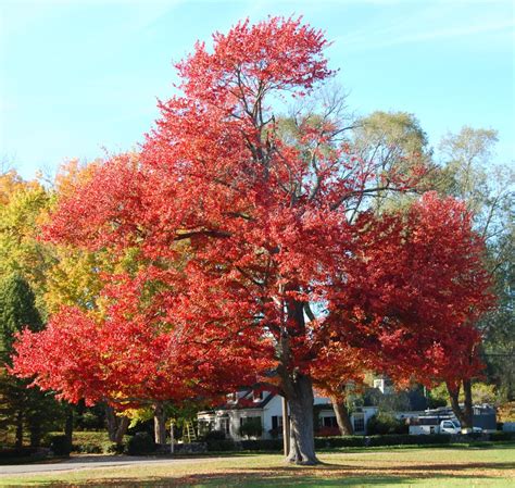 Newburyport Beauty - New England