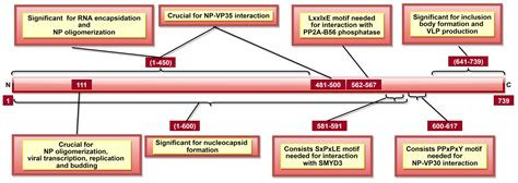 Pathogens Free Full Text Structural And Functional Aspects Of Ebola