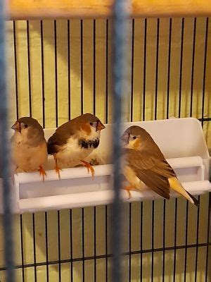 Finches Birds For Sale In The Uk