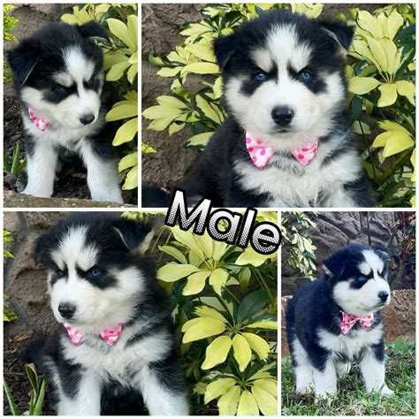 Siberian Huskies | America's Pet Registry