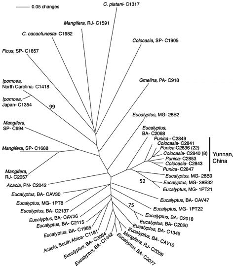 Dendrogram Of The Genetic Relatedness Of Representative Genotypes Of