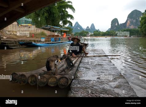 Old Chinese Fisherman On Bamboo Draft Posing With Cormorants On Li