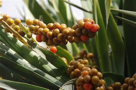 Orange Berries On Plants Free Stock Photo Public Domain Pictures
