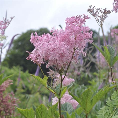 Filipendula rubra 'Venusta' - Claire Austin