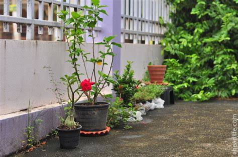 Наши огороды — Двигаться дальше