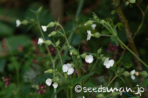 Silene Latifolia Subsp Alba White Campion