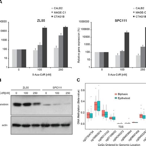 Cell cycle-dependent regulation of calretinin expression. ( A ...