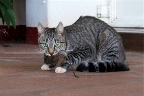My Cat Killed A Rat 5 Vet Approved Tips On What To Do Next Hepper