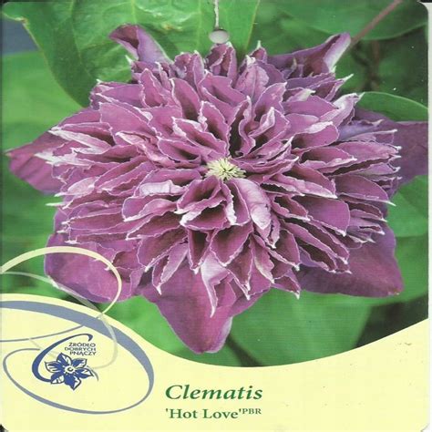 Clematis HOT LOVE Powojnik Wielkokwiatowy Oficjalne Archiwum Allegro