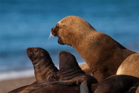 Madre Y Beb Lobos Marinos Sudamericanos Pen Nsula Vald S Chubut