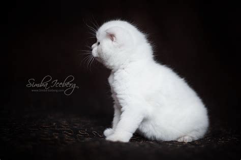 Simba Iceberg Handsome Thranduil Scottish Fold Lilac Point Kitten Is 31