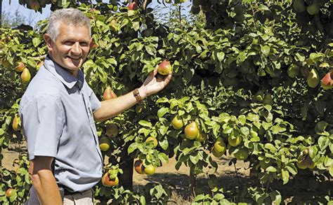 Proactive fruit farming techniques | Farmer's Weekly