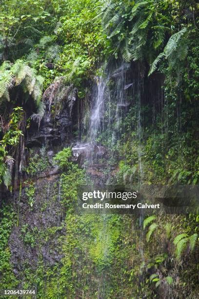 Amber Forest Reserve Photos and Premium High Res Pictures - Getty Images